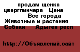 продам щенка цвергпинчера › Цена ­ 15 000 - Все города Животные и растения » Собаки   . Адыгея респ.